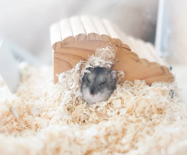 Niedliche Dschungelhamster Selektiven Fokus — Stockfoto