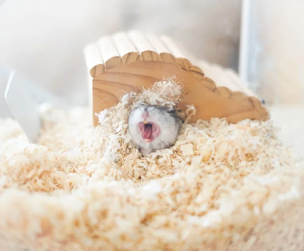 Animales Diferentes Enfoque Selectivo — Foto de Stock