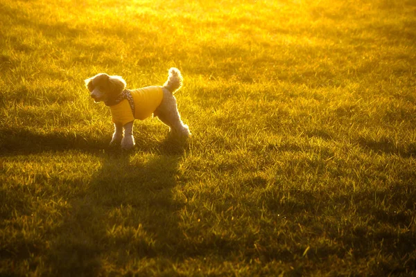 Poodle Som Upplyst Solnedgången — Stockfoto
