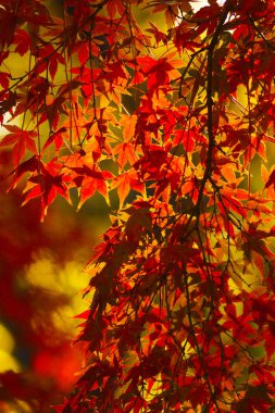 akçaağaç sonbahar ormanda.