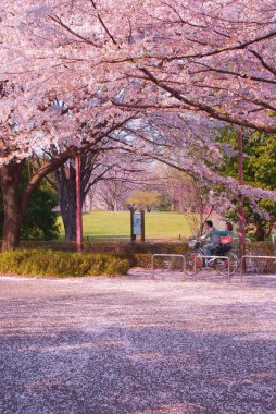 Bisikletle kiraz ağacında koşan iki kişi