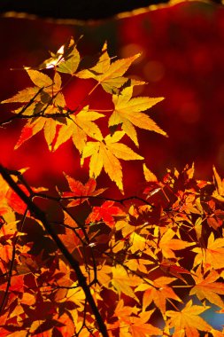 Sonbahar resim seçici odak bırakır