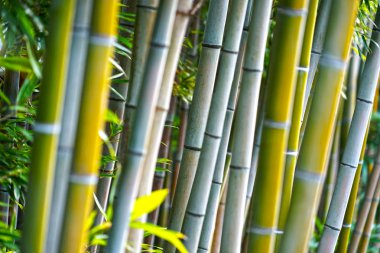 Bambu Ormanı Resim Seçici Odak