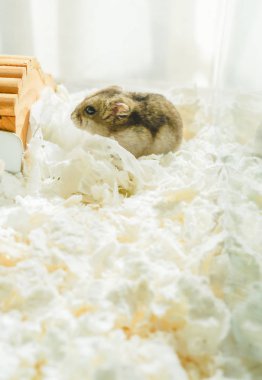 Şirin Djungarian hamster görüntüsü (safiri ladin))