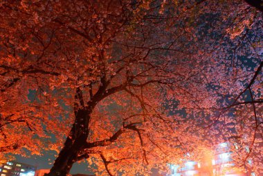 Gece kiraz çiçeklerini görmeye gitmenin görüntüsü