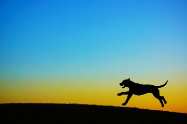 Tepenin tepesinde duran bir köpeğin silueti