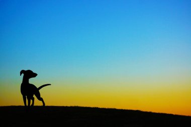 Tepenin tepesinde duran bir köpeğin silueti