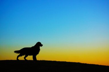 Tepenin tepesinde duran bir köpeğin silueti