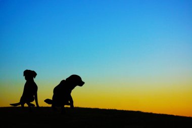 Tepenin tepesinde duran bir köpeğin silueti