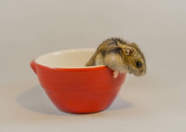 Hamster görüntüsü (Djungarian)