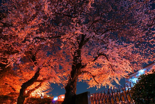 Image Aller Voir Des Fleurs Cerisier Nuit — Photo