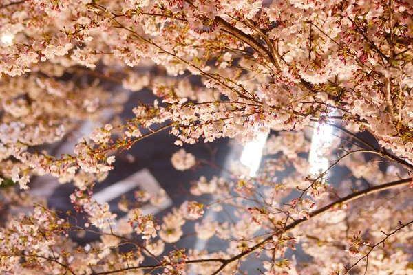 Kirschbaum Und Licht — Stockfoto