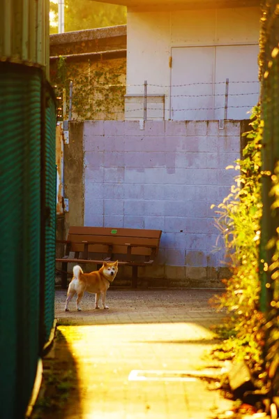 Los Perros Dan Vuelta Enfoque Selectivo —  Fotos de Stock