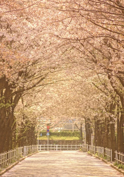 Árbol Sakura Enfoque Selectivo — Foto de Stock