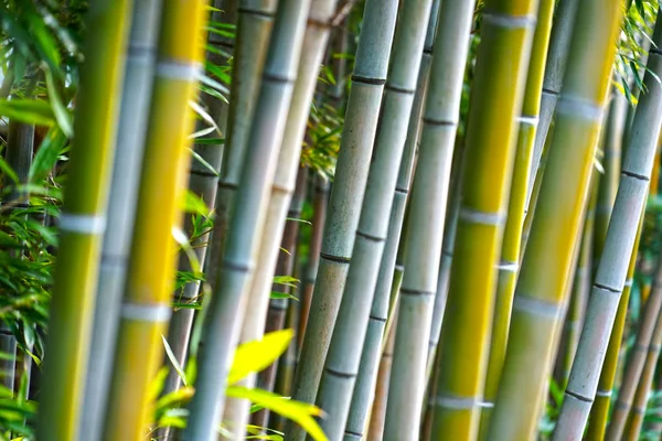 Bambu Ormanı Resim Seçici Odak