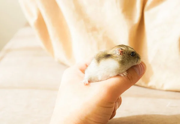 Hamster Djungarian Biru Safir — Stok Foto