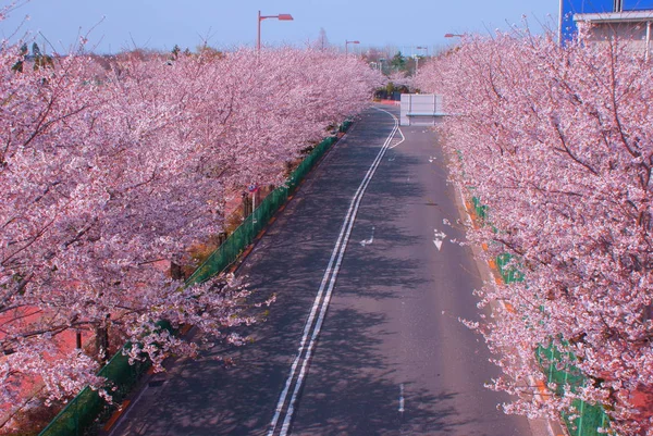 Sakura Japońskim Ogrodzie — Zdjęcie stockowe