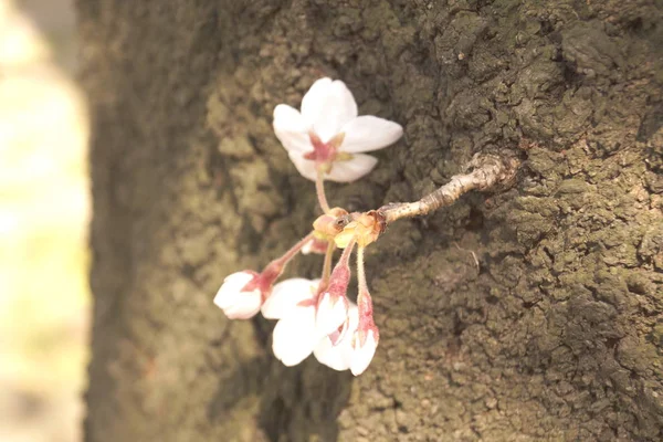 Cereza Blossom Imagen Japón — Foto de Stock