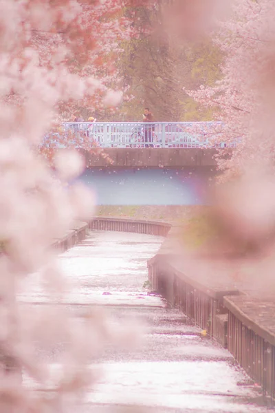 Sakura r34 images libres de droit, photos de Sakura r34 | Depositphotos