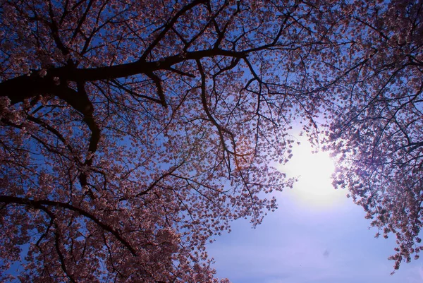 Japon Bahçesinde Sakura — Stok fotoğraf