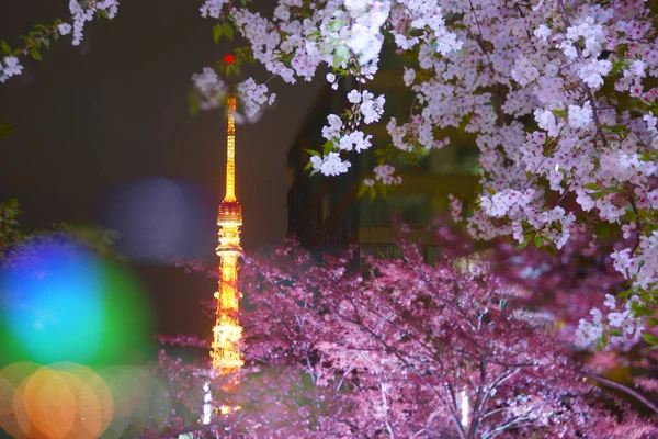 Tour Tokyo Visible Dans Cerisier Sur — Photo
