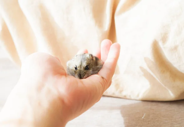 Djungaarse Hamster Blauwe Saffier — Stockfoto