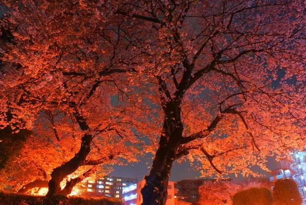 Gece Kiraz Çiçeklerini Görmeye Gitmenin Görüntüsü — Stok fotoğraf