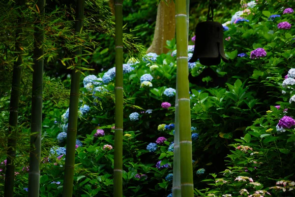 Bambuskog Och Hortensia — Stockfoto