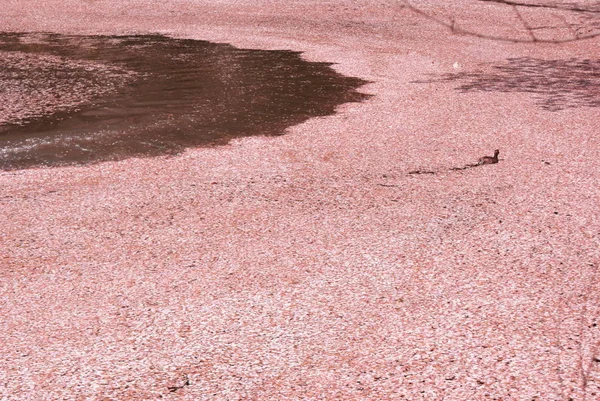 Duck Swimming Filled Cherry Pond — Stock Photo, Image