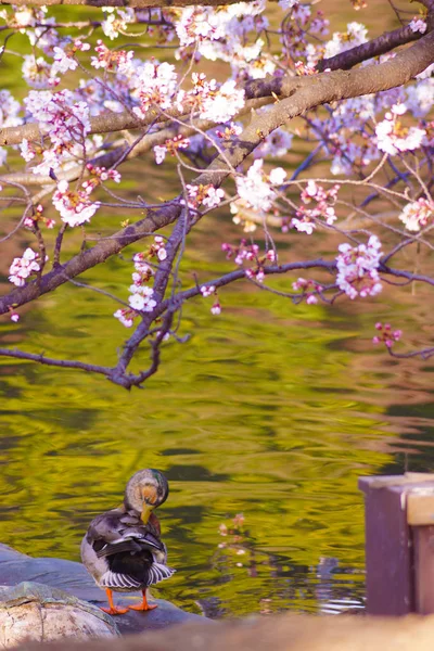 鸭子在樱桃池里游泳 — 图库照片
