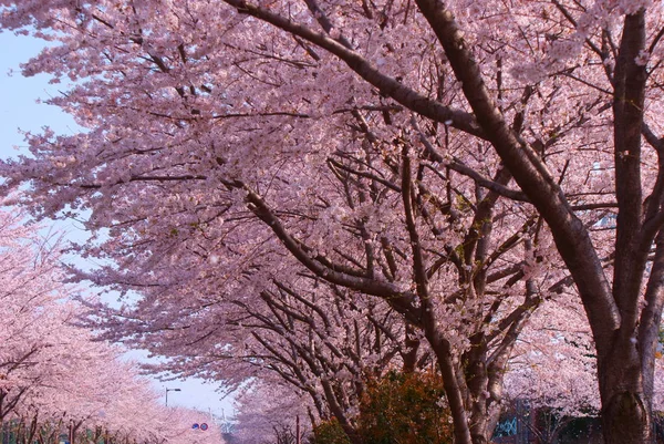 Třešňový Květ Japonského Obrazu — Stock fotografie