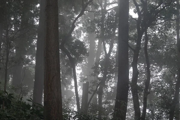 Aplica Niebla Forestal —  Fotos de Stock