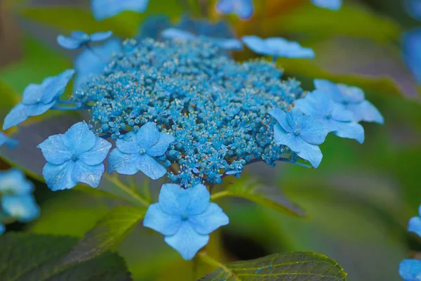 Vacker Flora Selektivt Fokus — Stockfoto