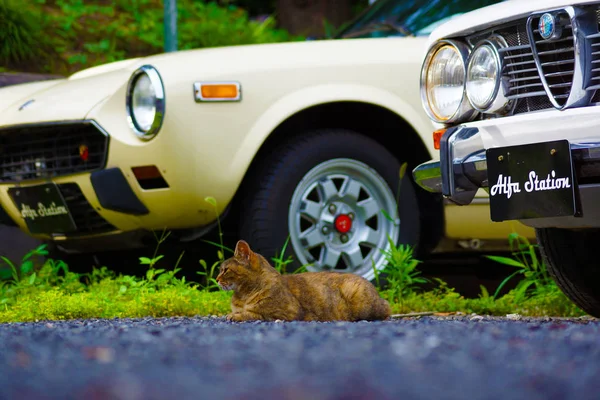 Otomatik ve kediler seçici odaklanma