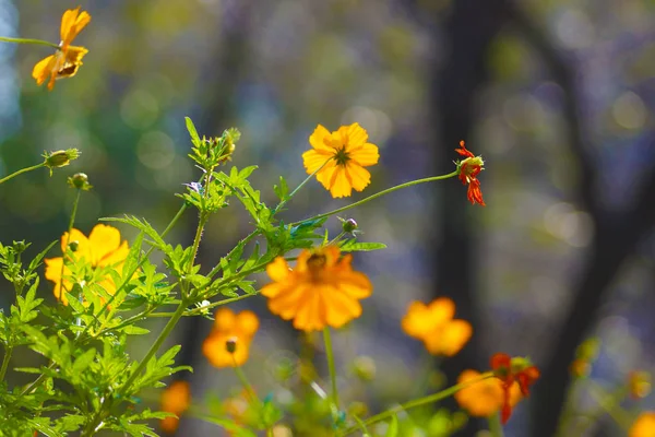 Cosmos Image — ストック写真