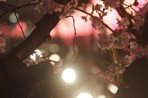 Imagen Ver Flores Cerezo Por Noche —  Fotos de Stock