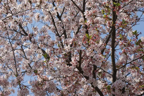 Sakura Jardim Japonês — Fotografia de Stock