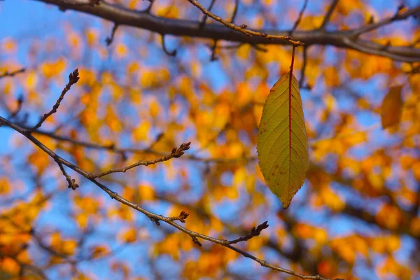 Images Dead Leaves — Stock Photo, Image