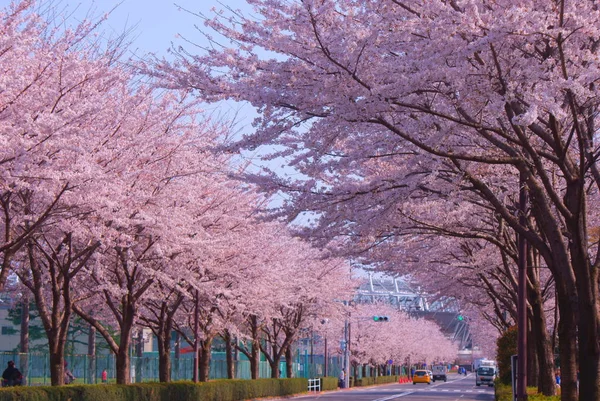 日本庭園の桜 — ストック写真