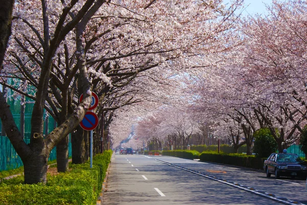 Árbol Sakura Enfoque Selectivo — Foto de Stock