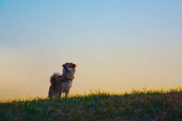 Σκύλος Στέκεται Βράδυ Του Λόφου Αραιωμένο — Φωτογραφία Αρχείου