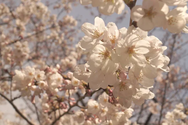 Cherry Blossom Japanese Image — 图库照片