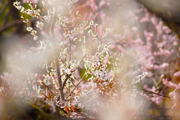 Cereza Blossom Imagen Japón — Foto de Stock