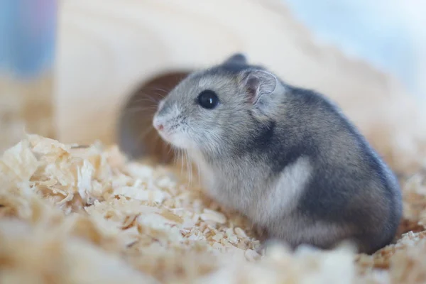 Afbeelding Van Hamster Djungarian — Stockfoto