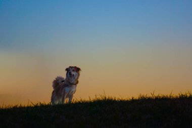 Tepede duran köpek (karanlık))