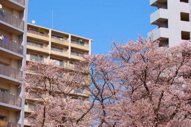 Sakura ağacı, seçici odak