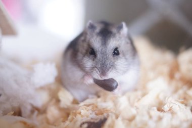 Hamster görüntüsü (Djungarian)