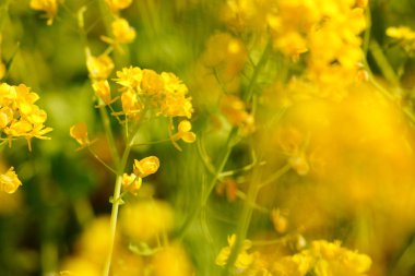 Tecavüz çiçekleri.