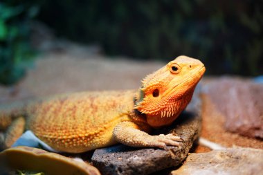 farklı hayvanlar, seçici odaklanma