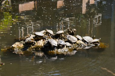 Sony Dsc seçici odak